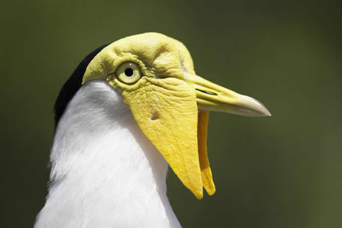 The masked lapwing has large wattles on its beak