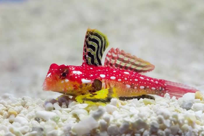 The colourful scooter blenny