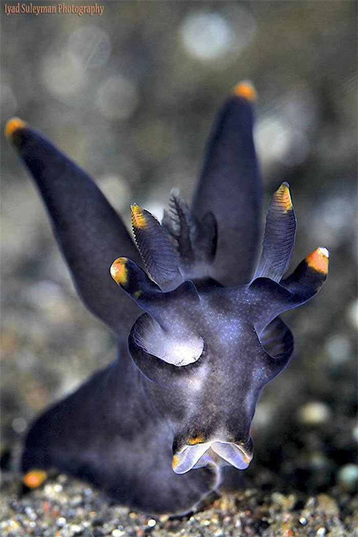 A very cool nudibranch