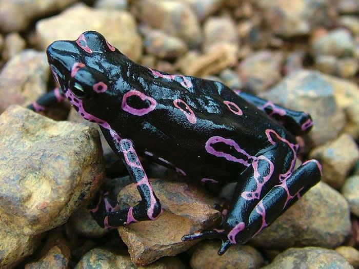 The atelopus frog from Costa Rica & Panama