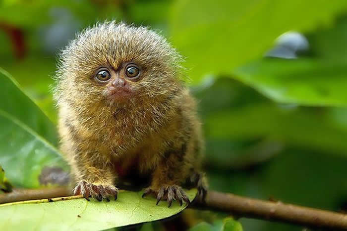 The pygmy marmoset is the smallest true monkey in the world