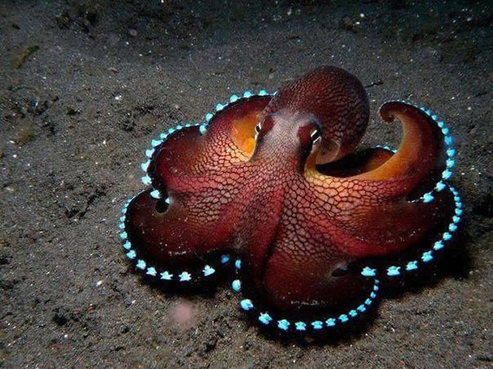 The coconut octopus uses coconut shells for shelter and walks along the ocean floor with two arms