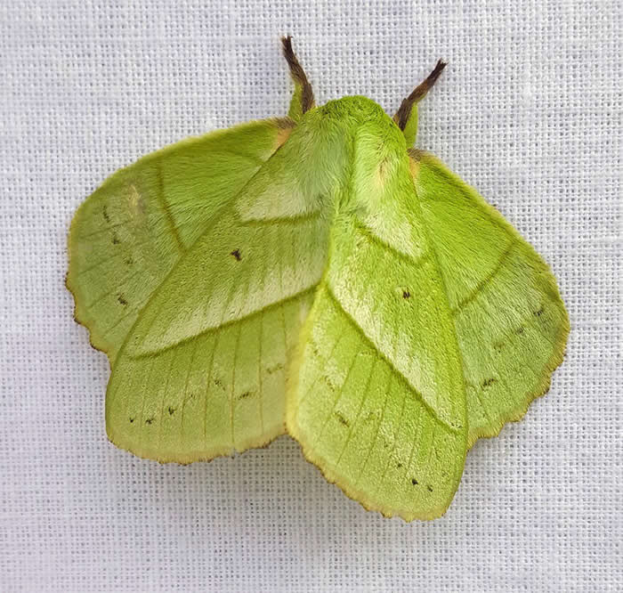 Vishnou lappet moth - Trabala vishnou