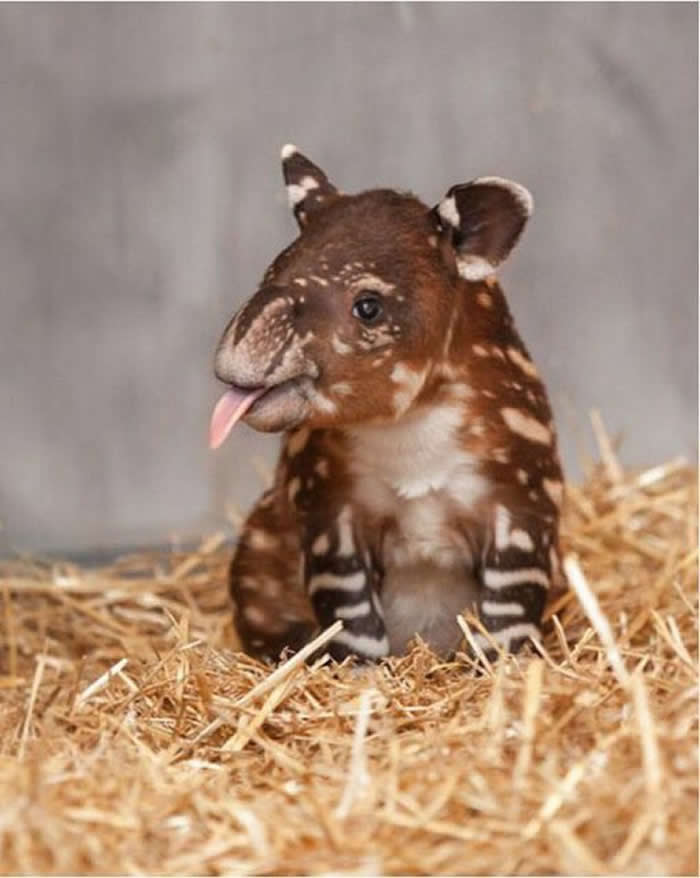 Baby tapirs have mottled fur that mimics light passing through leaves to the forest floor
