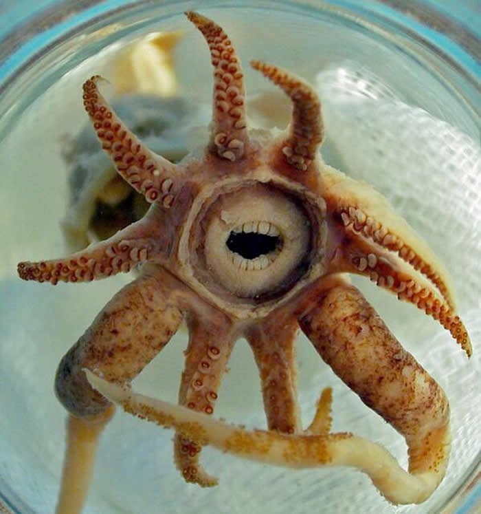 Promachoteuthis sulcus is a strange creature with human-like teeth