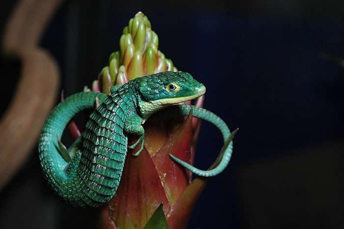 A beautiful arboreal alligator lizard from Mexico
