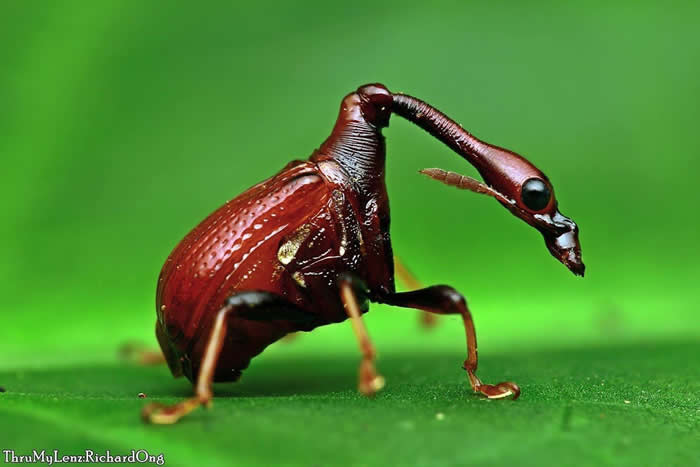 Leaf-rolling weevil