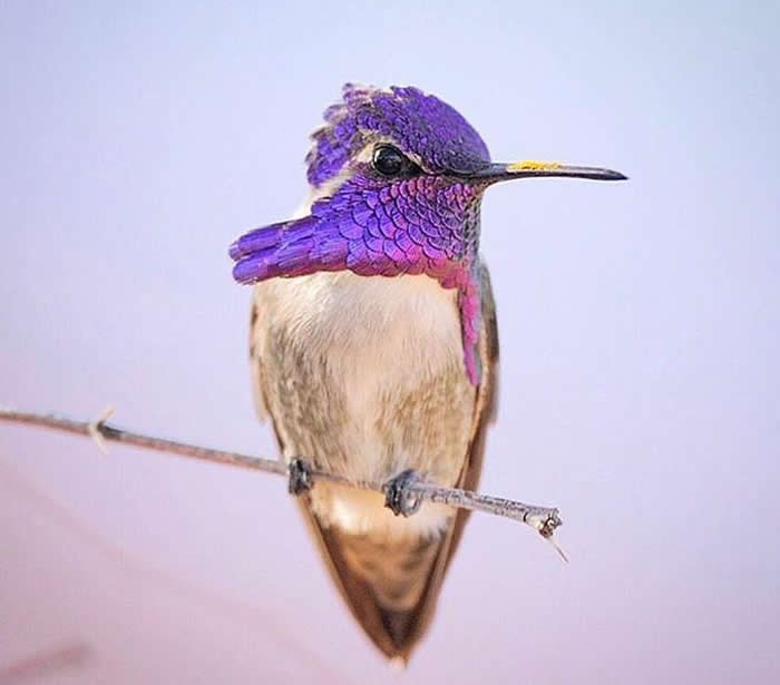 Costa&rsquo;s hummingbird is a magnificent species