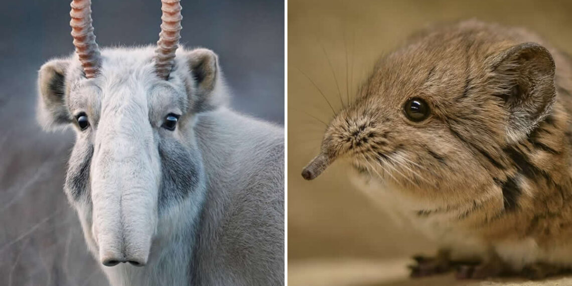 Weird and Wonderful Animals