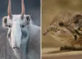 Strange in Nature: 35 Weird and Wonderful Animals You Probably Didn't Know Existed 83 Weird and Wonderful Animals