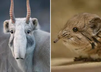 Weird and Wonderful Animals