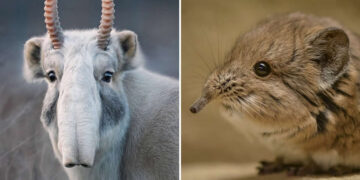 Weird and Wonderful Animals