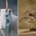 Weird and Wonderful Animals