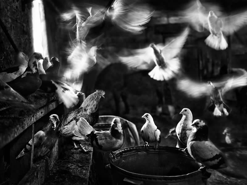 Where the Earth Remembers: Oliver Klink's Moving Portrait of Rural Life and Memory 41 Alone in Spirit, Together in Flight, Poland - Where the Earth Remembers by Oliver Klink