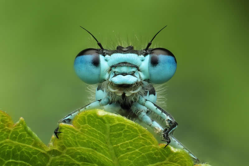 Protected Nature Areas: 20 Remarkable Winners From Wiki Loves Earth 24 Macro/Close-up: 2nd Place by Buggingitout - Wiki Loves Earth International Photo Contest Winners