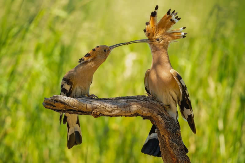 Protected Nature Areas: 20 Remarkable Winners From Wiki Loves Earth 25 Macro/Close-up: 3rd Place by Sven Damerow - Wiki Loves Earth International Photo Contest Winners