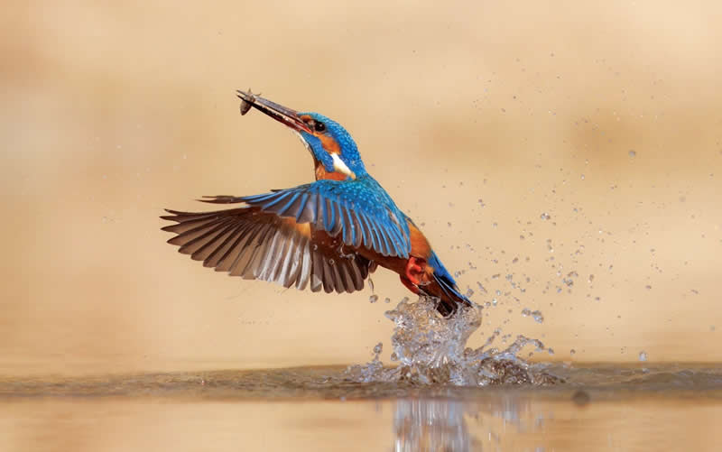 Protected Nature Areas: 20 Remarkable Winners From Wiki Loves Earth 26 Macro/Close-up: 4th Place by Lukas Kott - Wiki Loves Earth International Photo Contest Winners