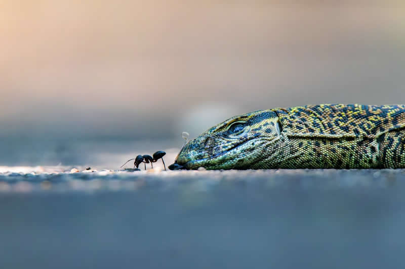 Protected Nature Areas: 20 Remarkable Winners From Wiki Loves Earth 28 Macro/Close-up: 6th Place by A. H. M Ibnul Arabi - Wiki Loves Earth International Photo Contest Winners