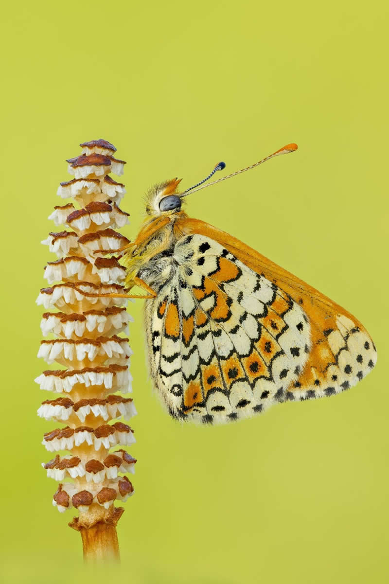 Protected Nature Areas: 20 Remarkable Winners From Wiki Loves Earth 29 Macro/Close-up: 7th Place by Sven Damerow - Wiki Loves Earth International Photo Contest Winners