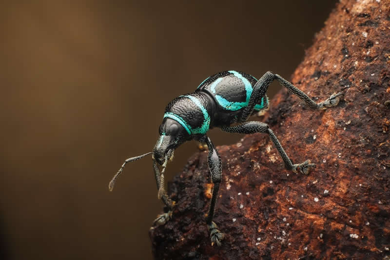 Protected Nature Areas: 20 Remarkable Winners From Wiki Loves Earth 30 Macro/Close-up: 8th Place by Mark Kineth Kasindac - Wiki Loves Earth International Photo Contest Winners