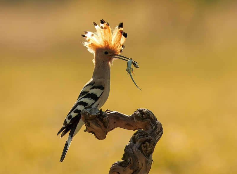 Protected Nature Areas: 20 Remarkable Winners From Wiki Loves Earth 31 Macro/Close-up: 9th Place by Lukas Kott - Wiki Loves Earth International Photo Contest Winners