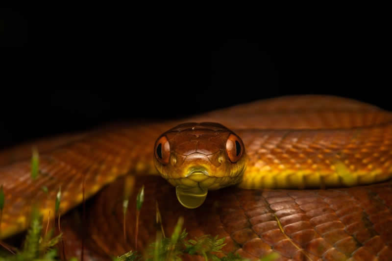 Protected Nature Areas: 20 Remarkable Winners From Wiki Loves Earth 32 Macro/Close-up: 10th Place by Nishant Sharma Parajuli - Wiki Loves Earth International Photo Contest Winners