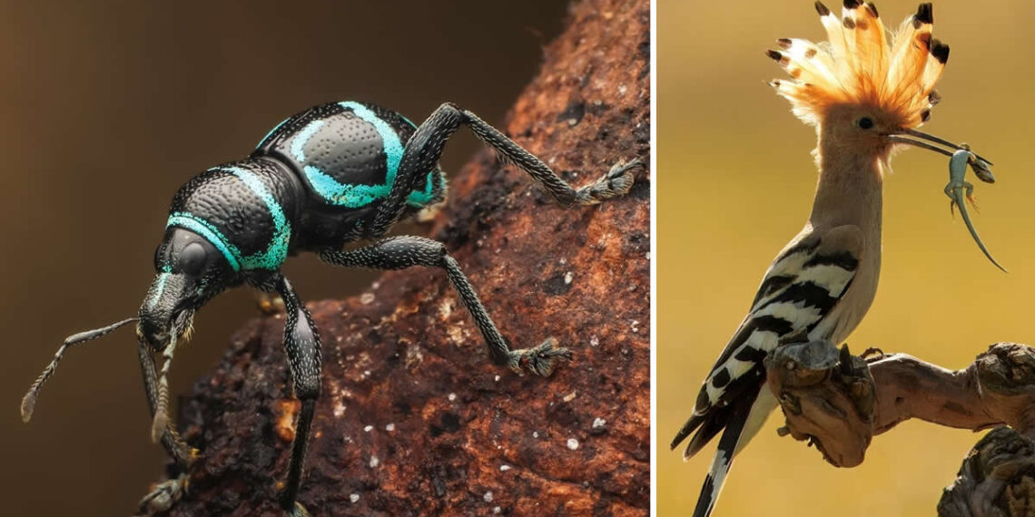 Protected Nature Areas: 20 Remarkable Winners From Wiki Loves Earth 21 Remarkable Winners From Wiki Loves Earth