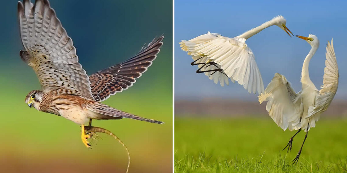 Wildlife Photography by Kallol Mukherjee