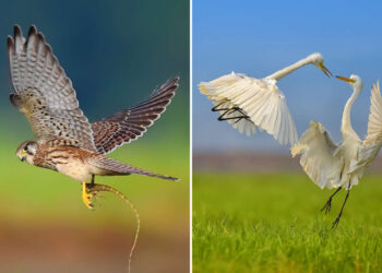 A 20-Year Legacy: 35 Award-Winning Wildlife Photos by Kallol Mukherjee That Tell Nature's Deepest Stories 103 Wildlife Photography by Kallol Mukherjee