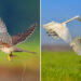 A 20-Year Legacy: 35 Award-Winning Wildlife Photos by Kallol Mukherjee That Tell Nature's Deepest Stories 53 Wildlife Photography by Kallol Mukherjee