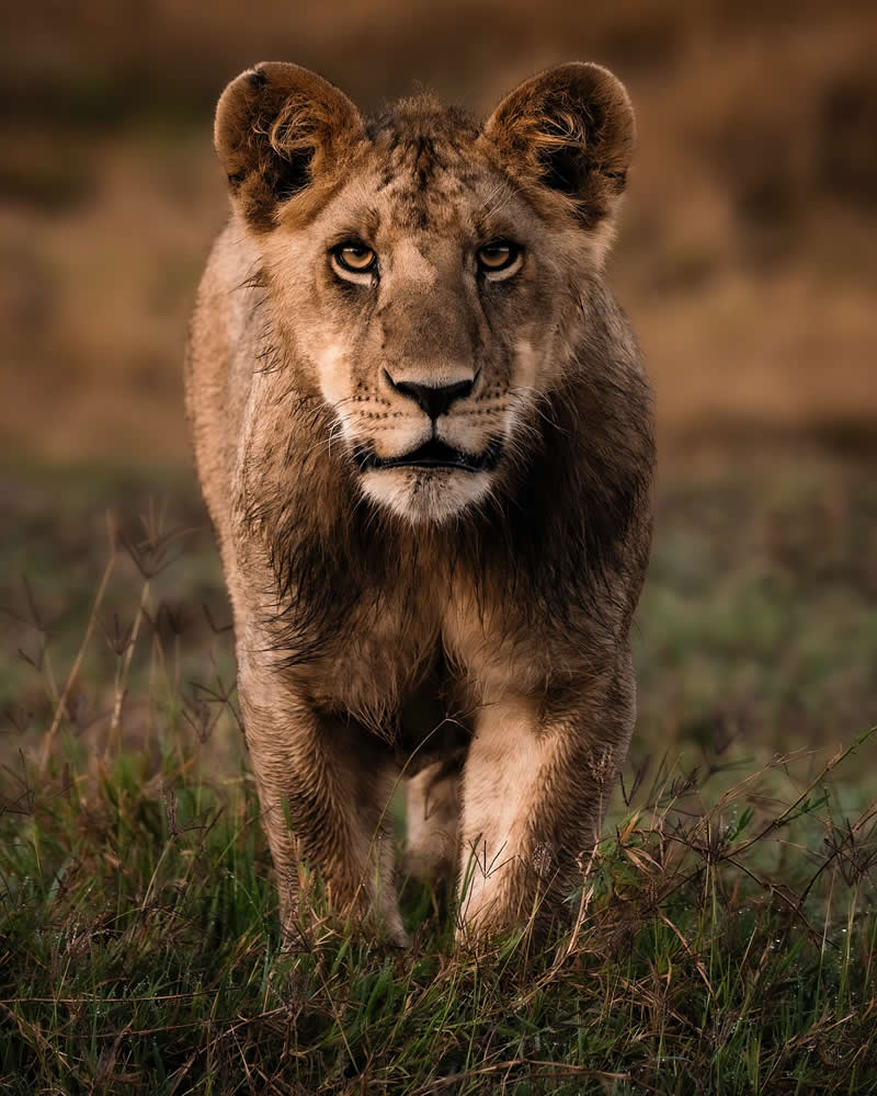 Wildlife Photography by Nili Gudhka