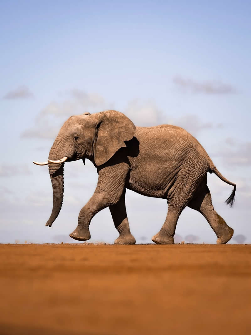Wildlife Photography by Nili Gudhka