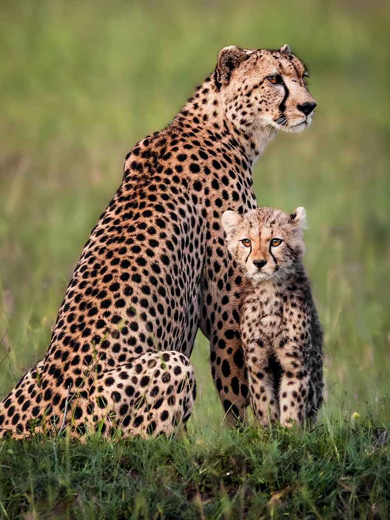 Wildlife Photography by Nili Gudhka