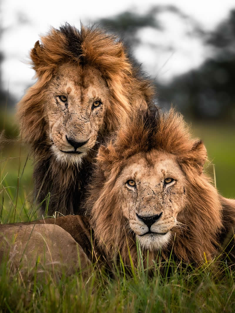 Wildlife Photography by Nili Gudhka