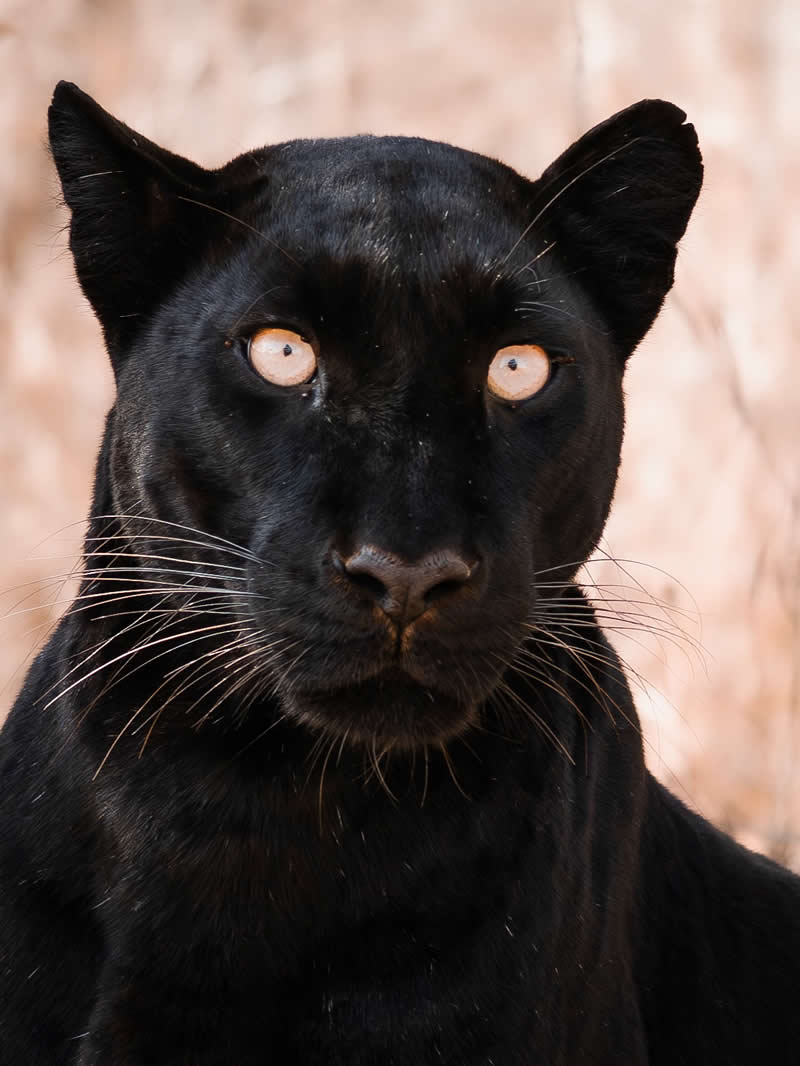Wildlife Photography by Nili Gudhka