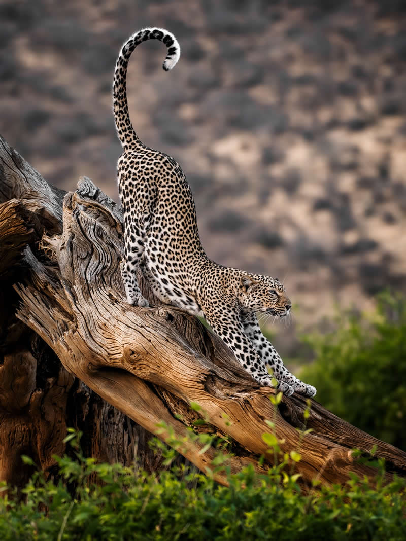 Wildlife Photography by Nili Gudhka
