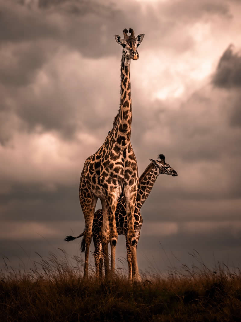 Wildlife Photography by Nili Gudhka