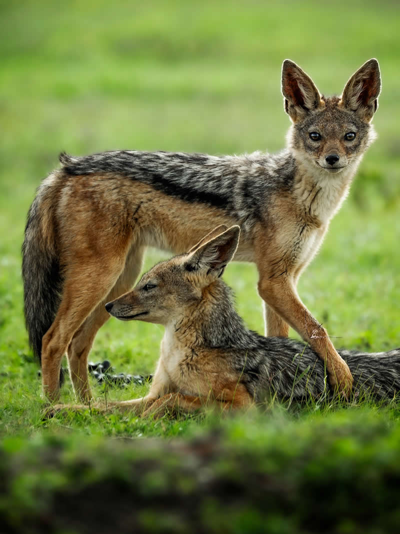 Wildlife Photography by Nili Gudhka