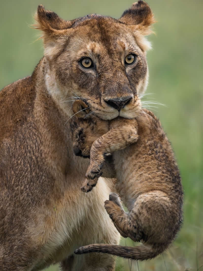 Wildlife Photography by Nili Gudhka