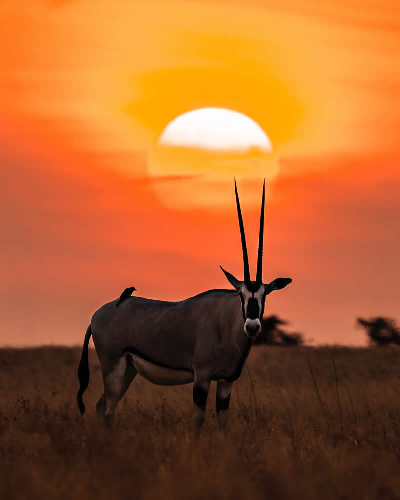 Wildlife Photography by Nili Gudhka