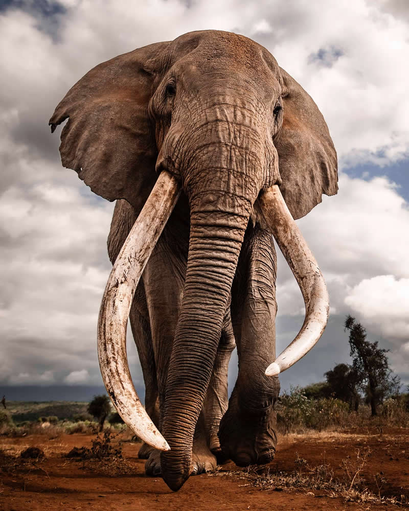 Wildlife Photography by Nili Gudhka