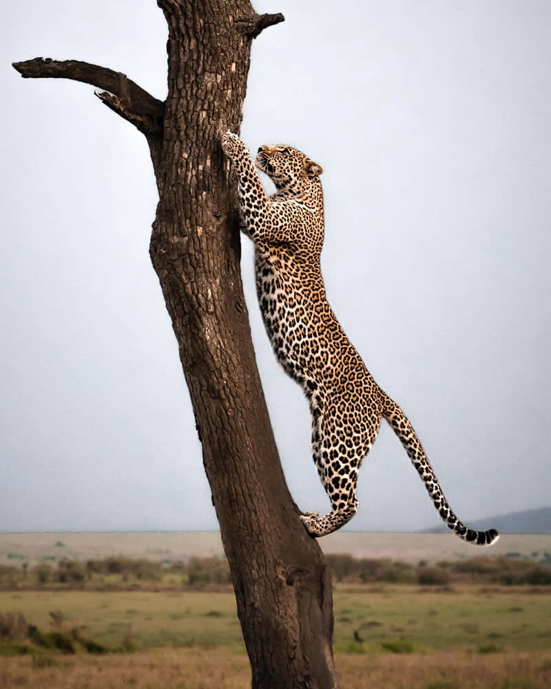 Wildlife Photography by Nili Gudhka