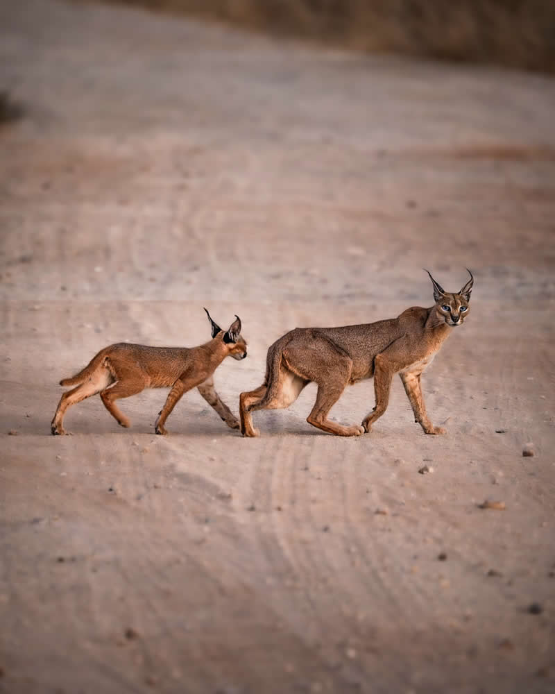 Wildlife Photography by Nili Gudhka