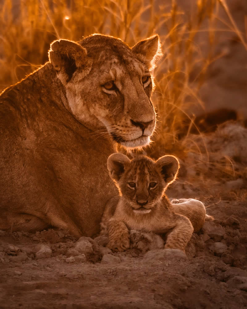 Wildlife Photography by Nili Gudhka
