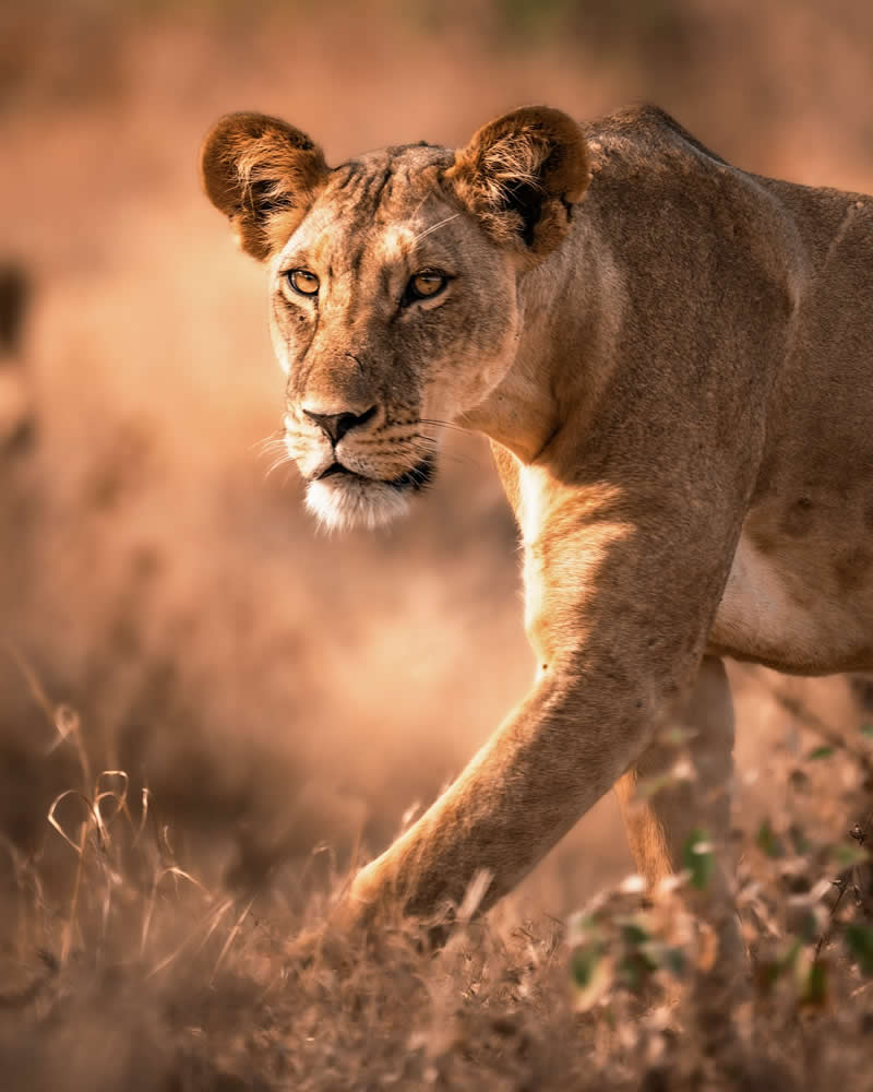 Wildlife Photography by Nili Gudhka