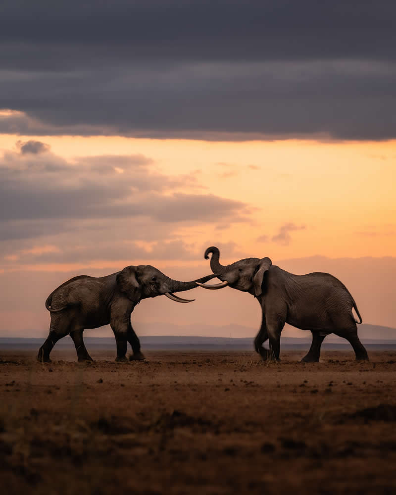Wildlife Photography by Nili Gudhka