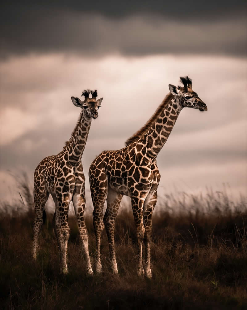 Wildlife Photography by Nili Gudhka