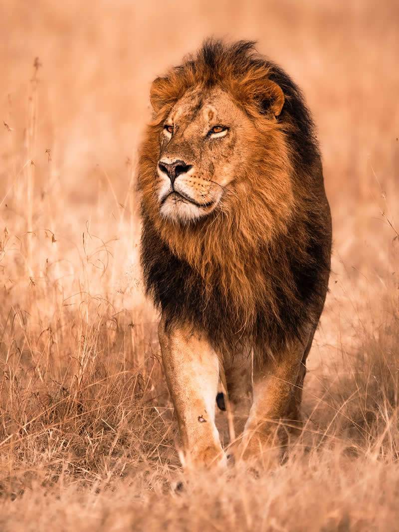 Wildlife Photography by Nili Gudhka