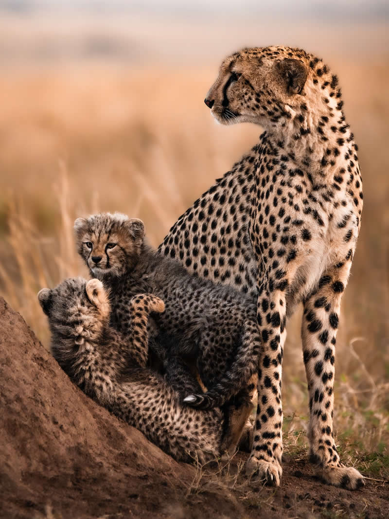 Wildlife Photography by Nili Gudhka