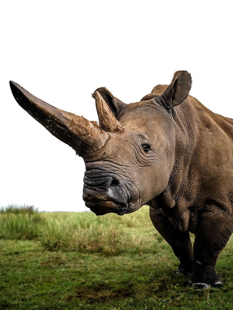 Wildlife Photography by Nili Gudhka
